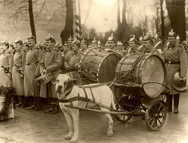 43 Inf-Regiment und Paukenhund 1912