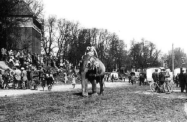 Elefant at Pferdemarkt