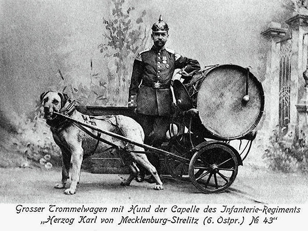 Paukenhund mit Trommelwagen 6 Ostpr Regiment