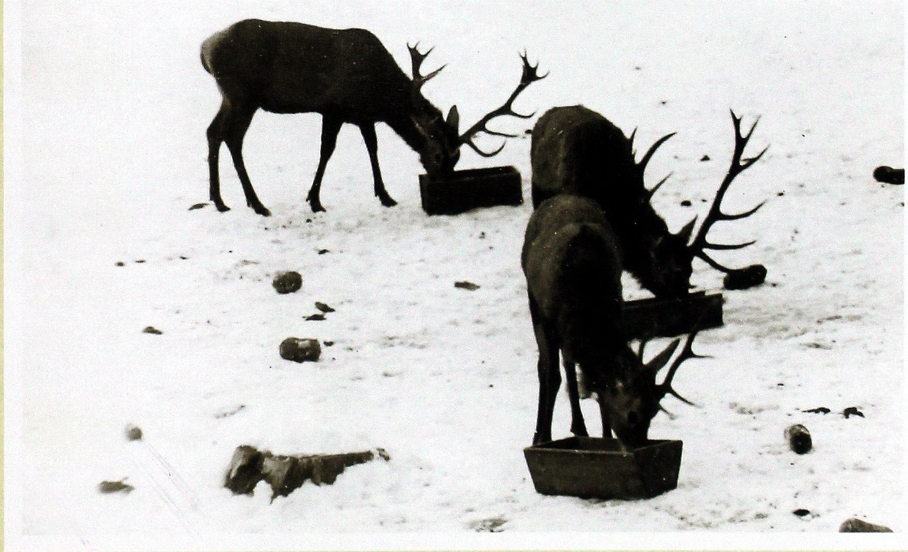 Jagd in Romintskaya Pushcha. Rominten Heide Hirschen