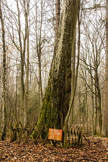 Denkmäler Natur von Romintskaya Pushcha