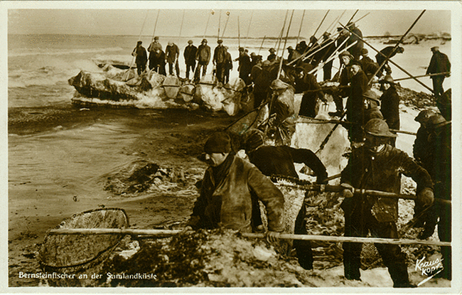 Bernstein fishes in the Samland bush