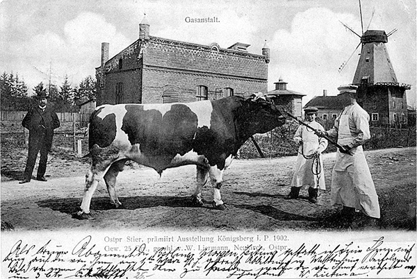 Bull 1902