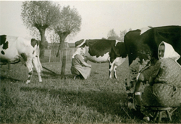 Milking cows