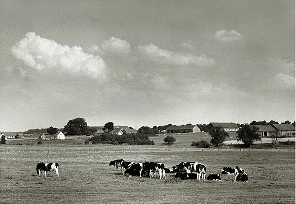 Cows in the pasture