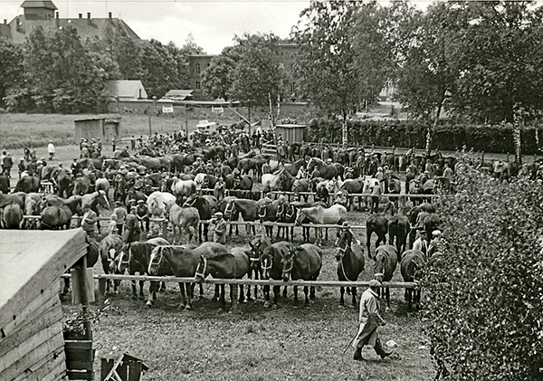 Pferdemarkt in Wehlau_1930er Jahre