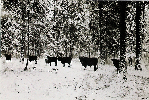 Hunting in Romintska Pushcha bison